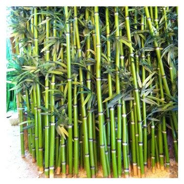 bambu ağacı yetiştirme